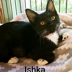 Thumbnail photo of Ishka #4