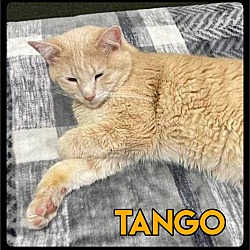 Photo of Tango - MFOA Foster / 2022