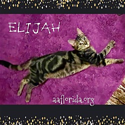 Thumbnail photo of Elijah #2