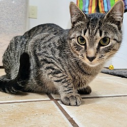 Thumbnail photo of FETTUCCINE - ADOPTED #3