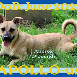 Photo of APOLLO-USA