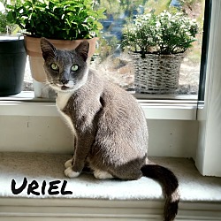 Thumbnail photo of Uriel #3