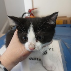 Photo of Armstrong kitten 2