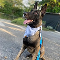 adopt a pet