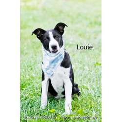 Photo of Louie