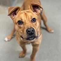 adopt a pet