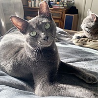 adopt a pet