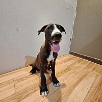 adopt a pet