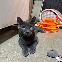 adopt a pet
