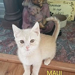 Thumbnail photo of MAUI #2