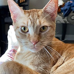 Photo of Orange Julius
