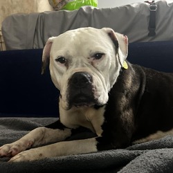 Photo of Tawny