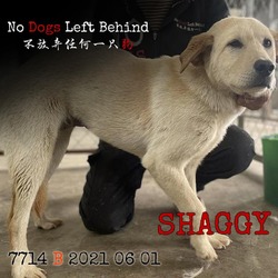 Photo of Shaggy 7714