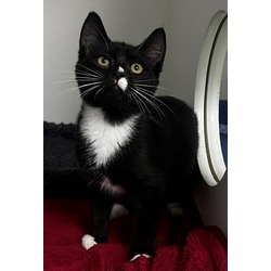 Thumbnail photo of Tux #2