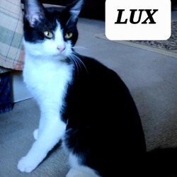 Thumbnail photo of Lux #2