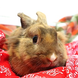 Thumbnail photo of Waffles #4