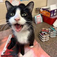 adopt a pet