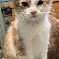 adopt-pet