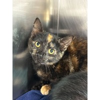 adopt-pet