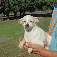 Beebe Humane Society's Desperate House Dogs (NH) in Salem, New Hampshire