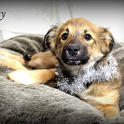 Thumbnail photo of Penny~adopted! #2