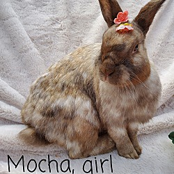 Photo of Mocha