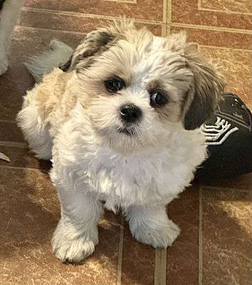 Bancroft, On - Shih Tzu Shih Tzu. Meet Monty A Pet For Adoption 