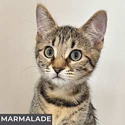 Thumbnail photo of Marmalade #4