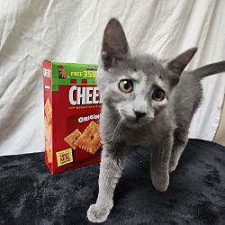 Thumbnail photo of Cheez It's #3