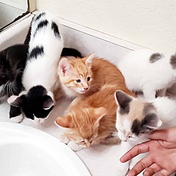 Thumbnail photo of Kittens #2