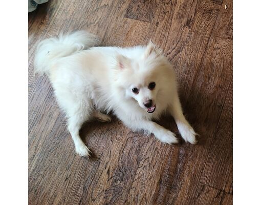 Frederick, MD Pomeranian. Meet Benjamin (Bonded with Lemon) a Pet for