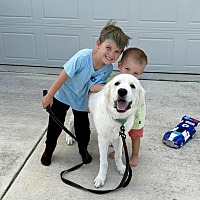 adopt a pet