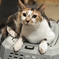 adopt a pet