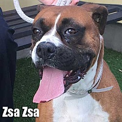 Thumbnail photo of Zsa Zsa #1