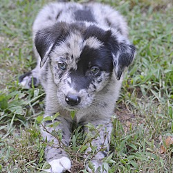 Thumbnail photo of Calypso~adopted! #3