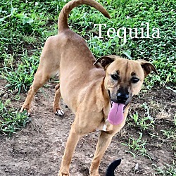Thumbnail photo of Tequila #4