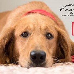 Golden Retriever Puppies For Sale In St Petersburg Florida Adoptapet Com