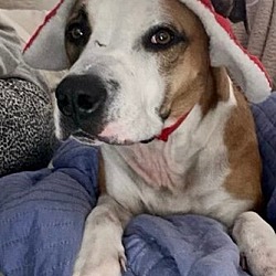 Thumbnail photo of Brutus #2