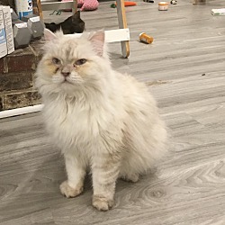 Photo of Sandy (Part Persian)