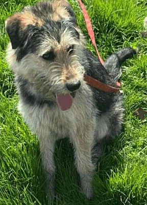 Upper Saddle River, NJ - Australian Shepherd/Wirehaired Fox Terrier