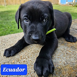 Thumbnail photo of EQUADOR #1