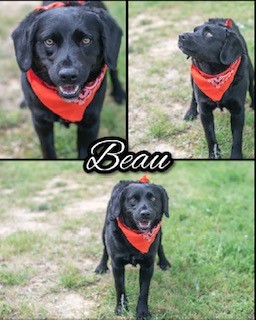 Photo of Beau