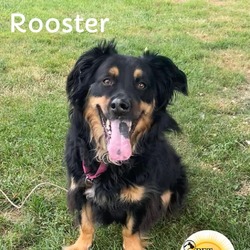 Thumbnail photo of Rooster #2