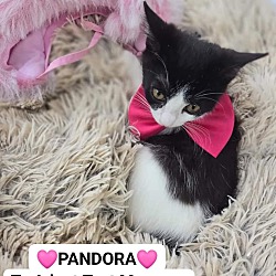 Thumbnail photo of PANDORA #2