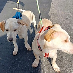 bonded pet photo