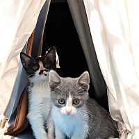 adopt a pet