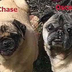 Thumbnail photo of Chase & Oscar #3