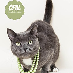Thumbnail photo of Opal #1