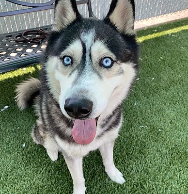 San Diego, CA - Siberian Husky. Meet Jiro a Pet for Adoption ...