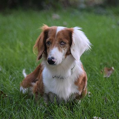 St. Louis Park, MN - Dachshund. Meet Elmer *some vision and hearing